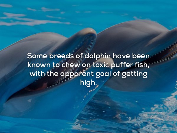 diet what do dolphins eat - Some breeds of dolphin have been known to chew on toxic puffer fish, with the apparent goal of getting high.