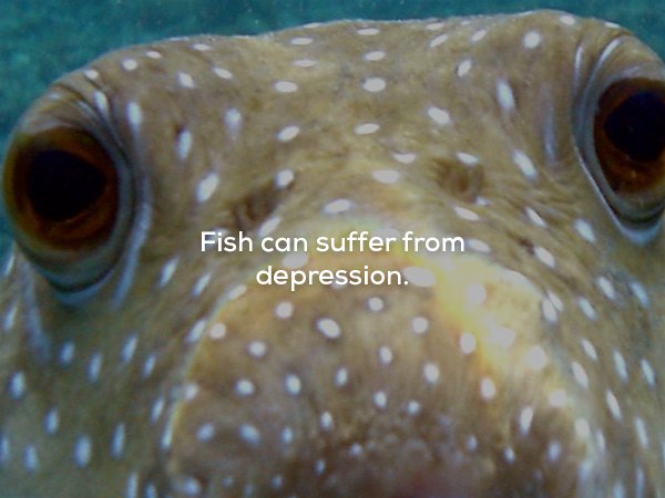 puffer fish - Fish can suffer from depression.