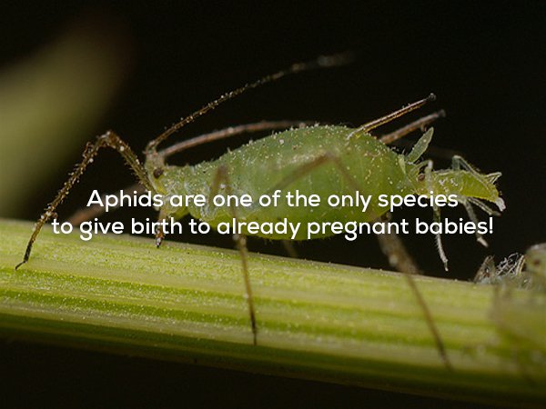 green aphids - Aphids are one of the only species to give birth to already pregnant babies!