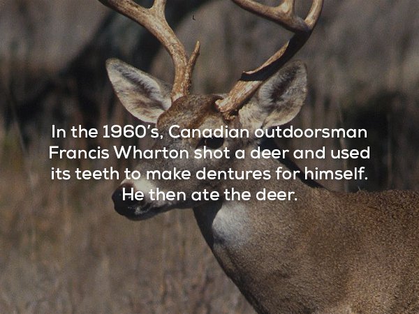 alabama whitetail deer - In the 1960's, Canadian outdoorsman Francis Wharton shot a deer and used its teeth to make dentures for himself. He then ate the deer.