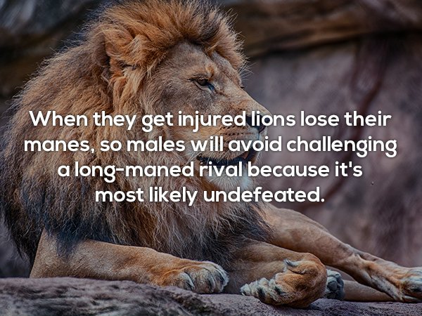 When they get injured lions lose their manes, so males will avoid challenging a longmaned rival because it's most ly undefeated.