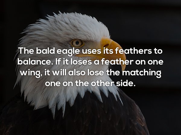 sand eagle - The bald eagle uses its feathers to balance. If it loses a feather on one wing, it will also lose the matching one on the other side,