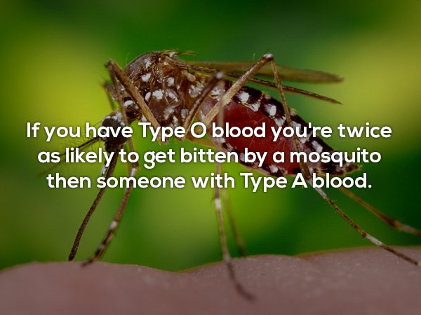 If you have Type O blood you're twice as ly to get bitten by a mosquito then someone with Type A blood.