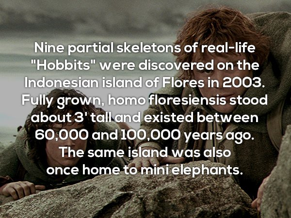 photo caption - Nine partial skeletons of reallife "Hobbits" were discovered on the Indonesian island of Flores in 2003. Fully grown, homo floresiensis stood about 3' tall and existed between 60,000 and 100,000 years ago. The same island was also once hom