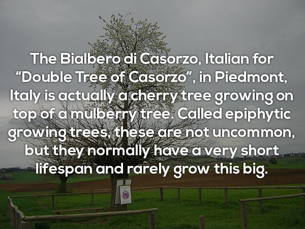 tree - The Bialbero di Casorzo, Italian for "Double Tree of Casorzo", in Piedmont, Italy is actually a cherry tree growing on top of a mulberry tree. Called epiphytic growing trees, these are not uncommon, but they normally have a very short lifespan and 