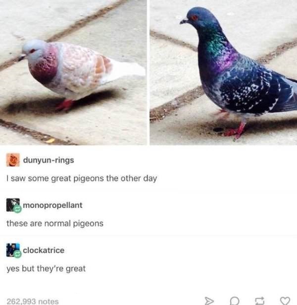wholesome meme about pigeons