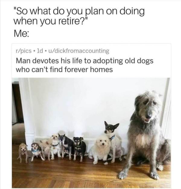 wholesome meme about man that devoted his life to adopting dogs