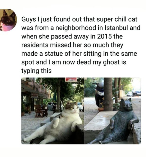 super chill cat in istanbul that had a statue made of his likeness after he died