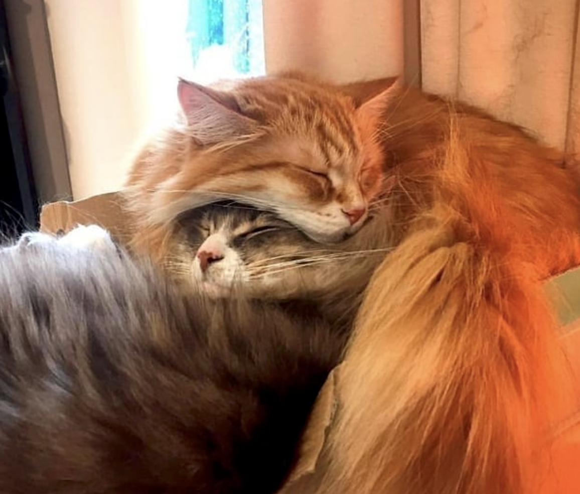 wholesome meme of cats chilling on each other