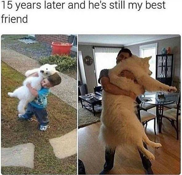 wholesome 2-panel meme of massive dog that is someone's best friend