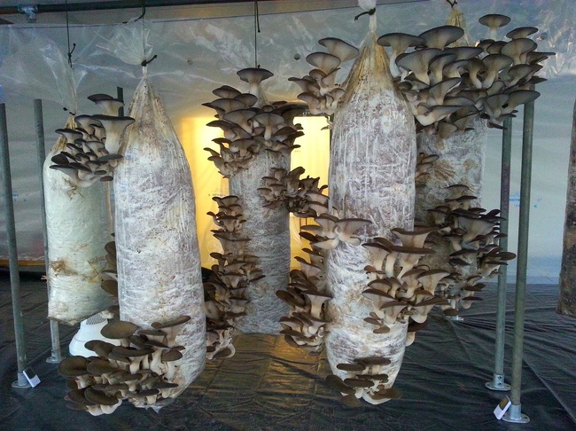 This is how oyster mushrooms are grown
