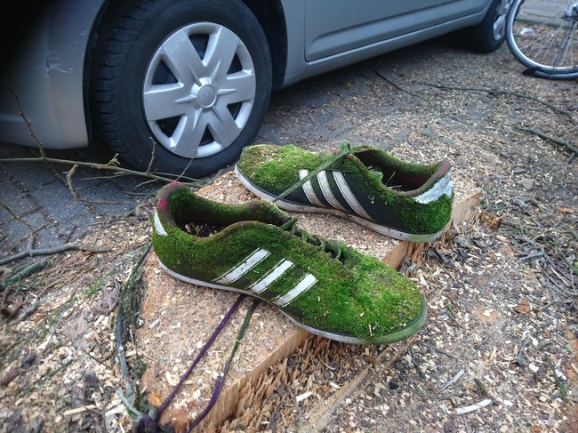 moss shoes