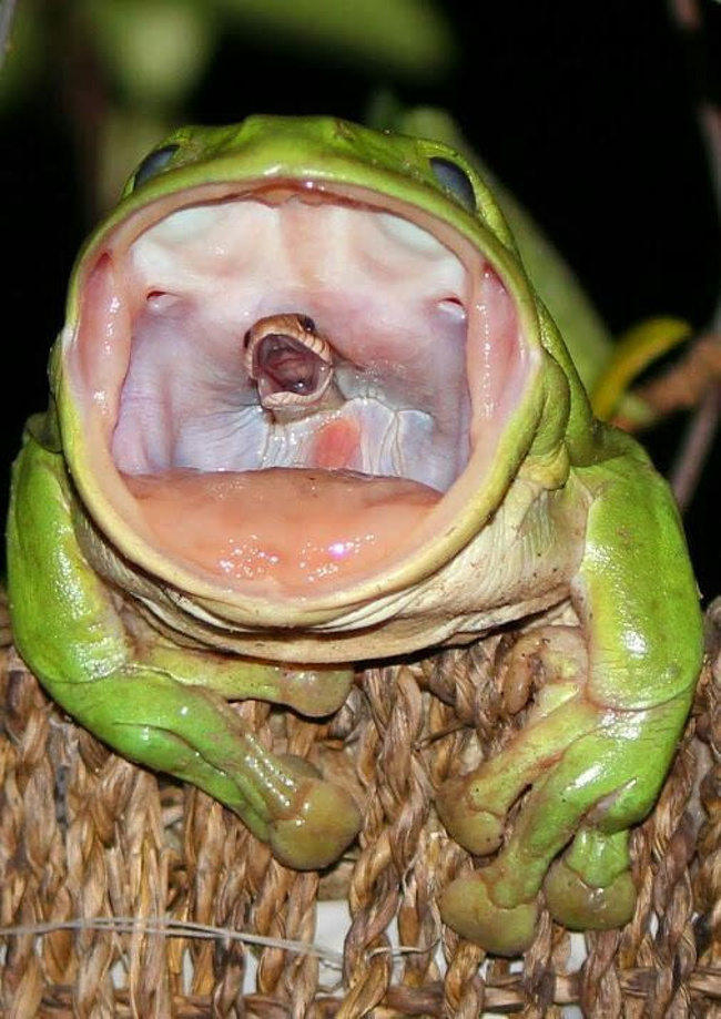 A frog swallowing a snake