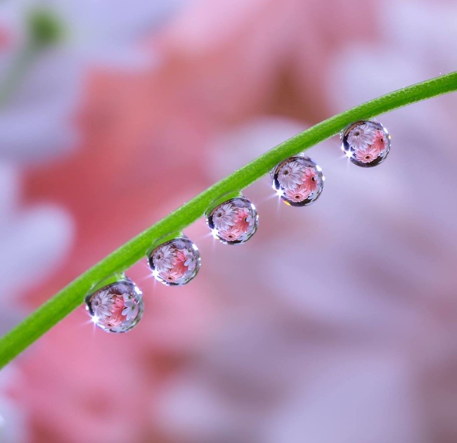 Flowers in water drops