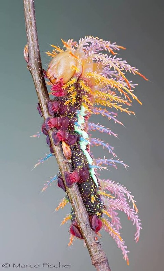 A Saturniidae moth caterpillar from Switzerland
