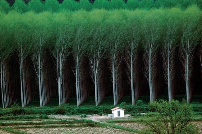 A tree farm