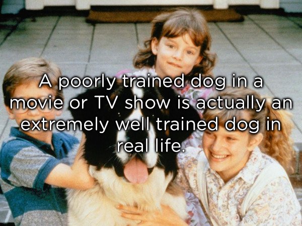 beethoven 1992 - A poorly trained dog in a movie or Tv show is actually an extremely well trained dog in real life.