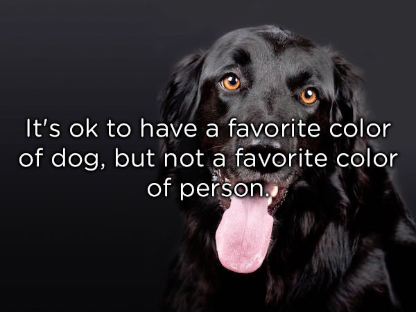 flat coated retriever hd - It's ok to have a favorite color of dog, but not a favorite color of person.