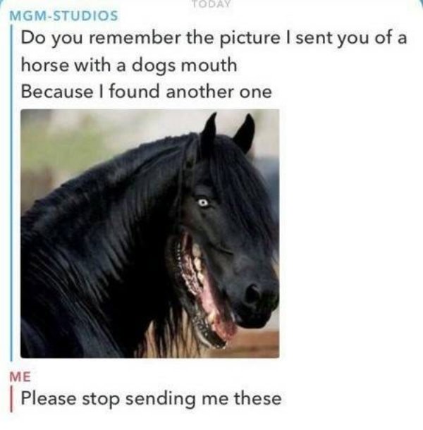 horse dog face - Today MgmStudios Do you remember the picture I sent you of a horse with a dogs mouth Because I found another one Me Please stop sending me these
