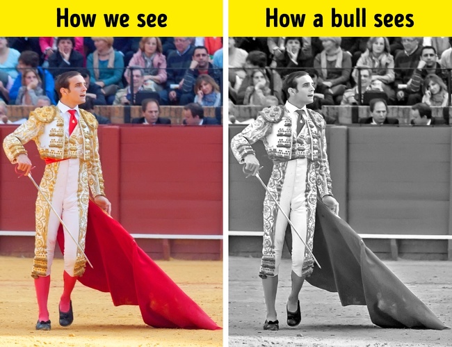 Bulls do not distinguish the color red from other colors since they see the whole world in black and white. The bull reacts not to the color but to the movement of the fabric. Busters of this myth conducted an experiment: they installed 3 scarecrows with rags of different colors, and the bull rushed to the moving rag, regardless of its color.