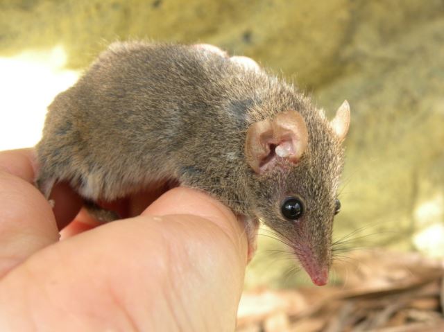 Marsupial mice reach puberty at the age of 11 months, after which they begin to intensively mate from 12 to 14 hours in a row. This is due to the fact that males have to be competitive in order to transfer their genes. That’s the reason why most of them don’t live to see the birth of their offspring.