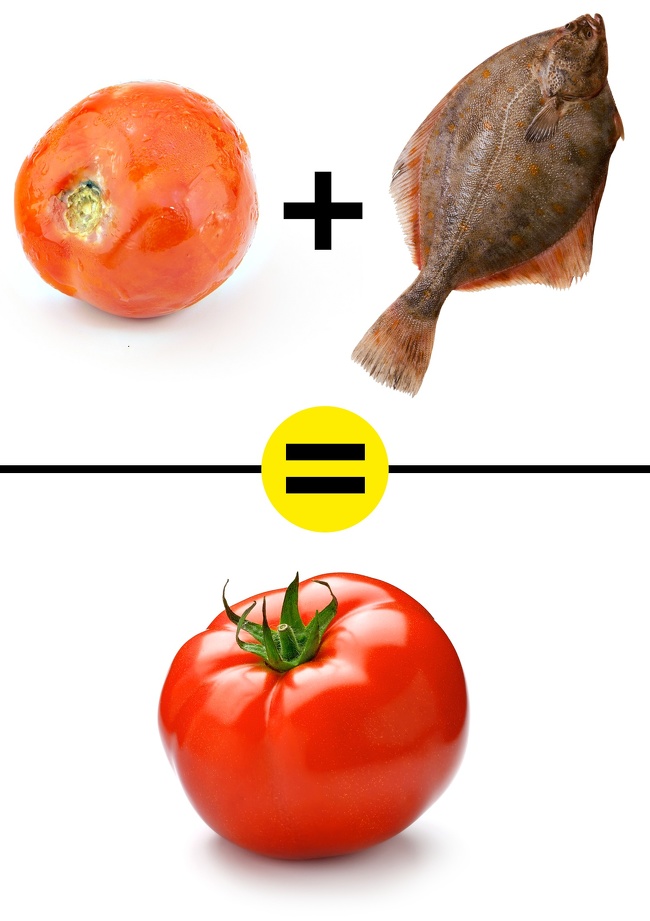 The flounder gene was introduced into genetically modified tomatoes in order to make them beautiful, round and shiny.