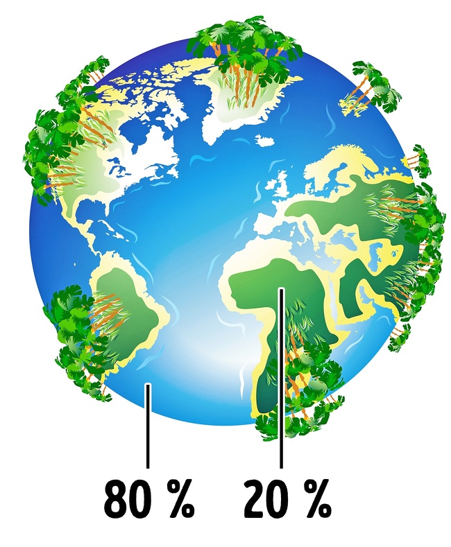 Forests are considered to be the “lungs” of the planet, but in fact, most of the world’s oxygen is produced by the phytoplankton of the ocean. Most of the oxygen produced by forests is used for the processes of decay and decomposition.