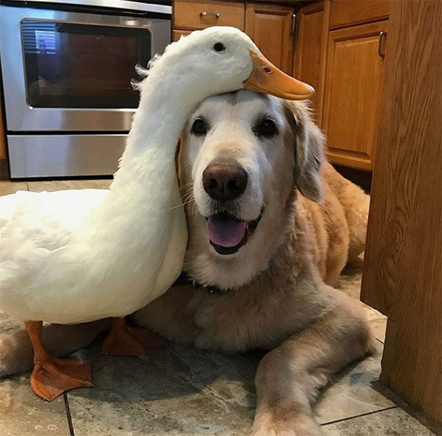 duck and dog best friends