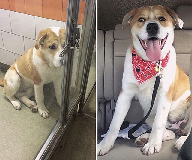 before after adoption