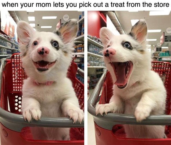 30 Wholesome Memes are the warmest part of the internet