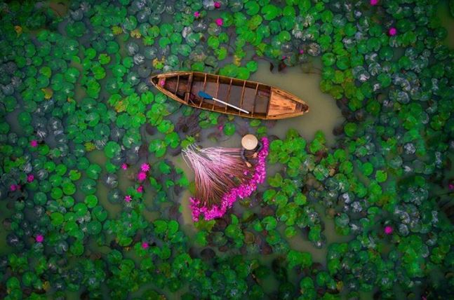 A woman harvesting water lilies in a pond in the Mekong Delta in Vietnam.