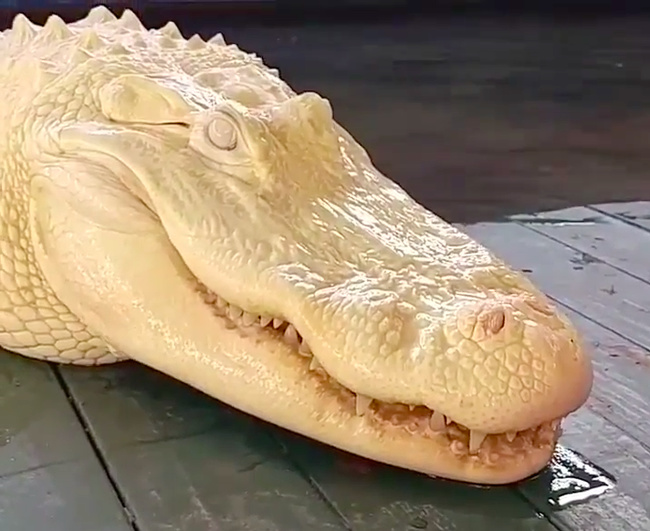 This Albino alligator that doesn’t even look real.