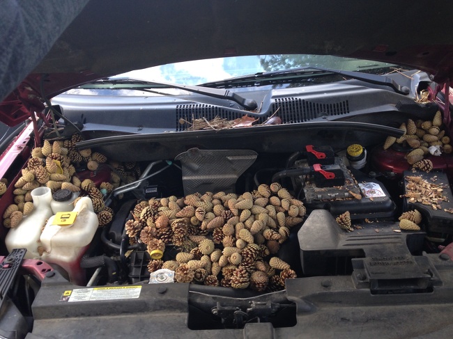 "Squirrel decided to use my buddy’s car for pine cone storage.”