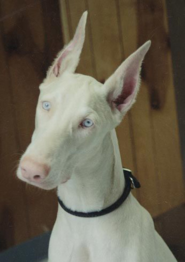 A cute albino Doberman