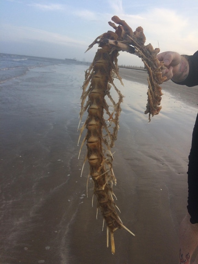 “My fiancé found a spine on the beach today.”