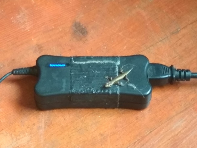 “This baby lizard has been using my laptop charger to keep warm.”