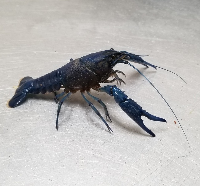 “I found a blue crawfish at work today.”