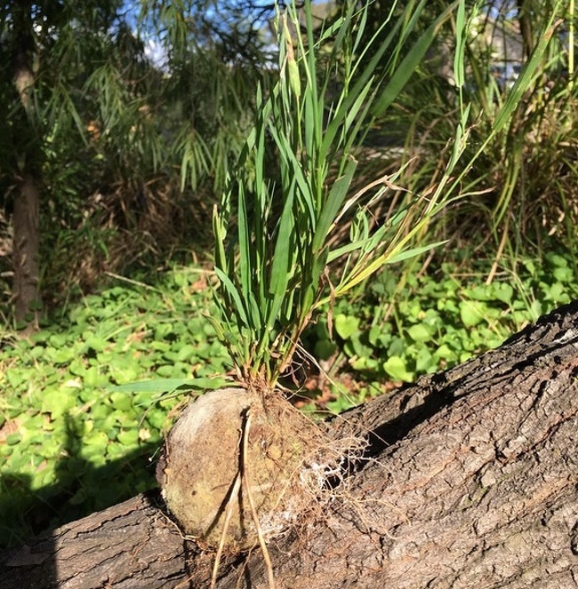 “I pulled a weed and it unearthed a lost tennis ball.”