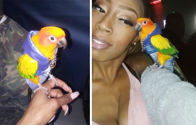 A guy brought his parrot to the club. It’s probably the most successful he’s ever been with girls.