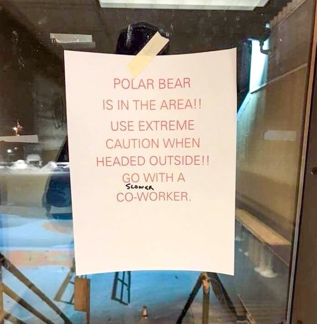 A little trick that will help you survive a meeting with a polar bear.