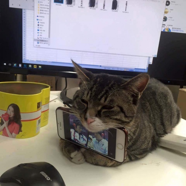 Purr-fect phone stand.