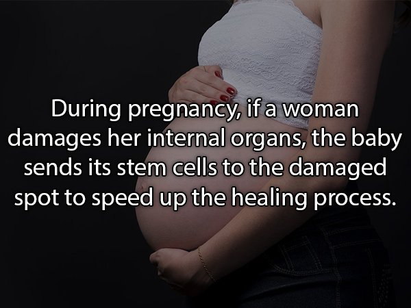 hand - During pregnancy, if a woman damages her internal organs, the baby sends its stem cells to the damaged spot to speed up the healing process.