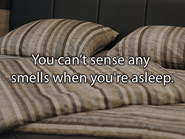 2233 77 You can't sense any smells when you're asleep.