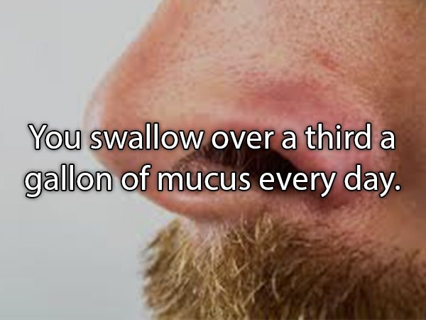 trim nose hair - You swallow over a third a gallon of mucus every day.