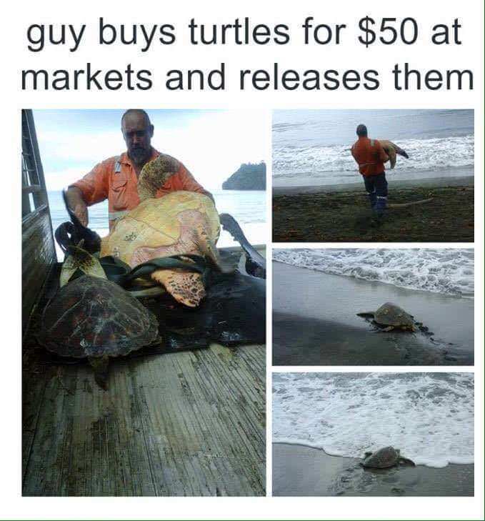 man buys turtles and releases them - guy buys turtles for $50 at markets and releases them