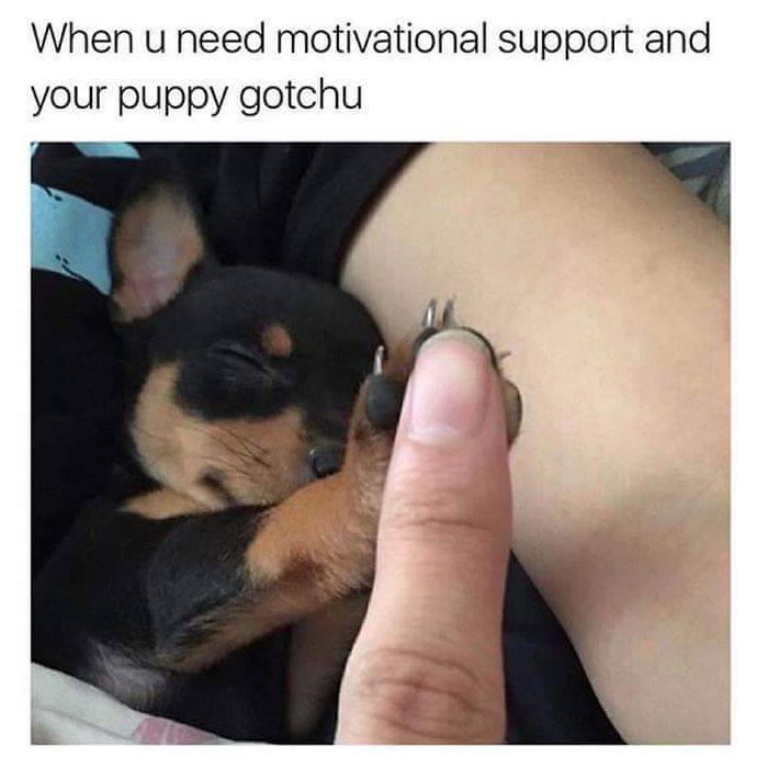 furry animal meme - When u need motivational support and your puppy gotchu