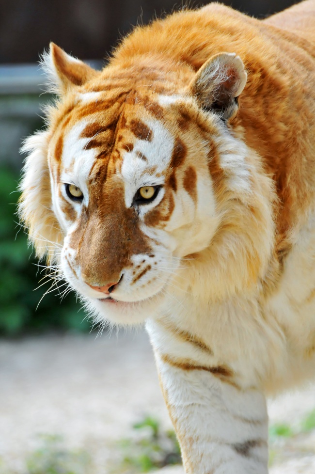 This very rare “golden” tiger is believed to be one among 30 that exist in the entire world.