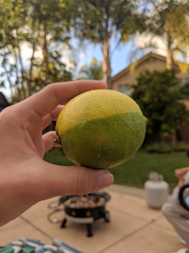 “My friend’s dad grew this perfect ’lime-on.’”