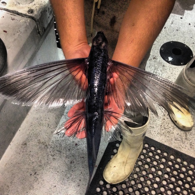 “A flying fish landed on my boat last night. I took this quick pic then put it back in the water.”