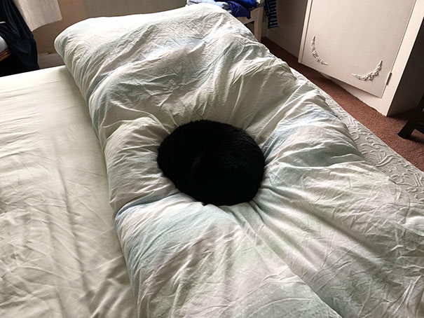 cat black hole -
